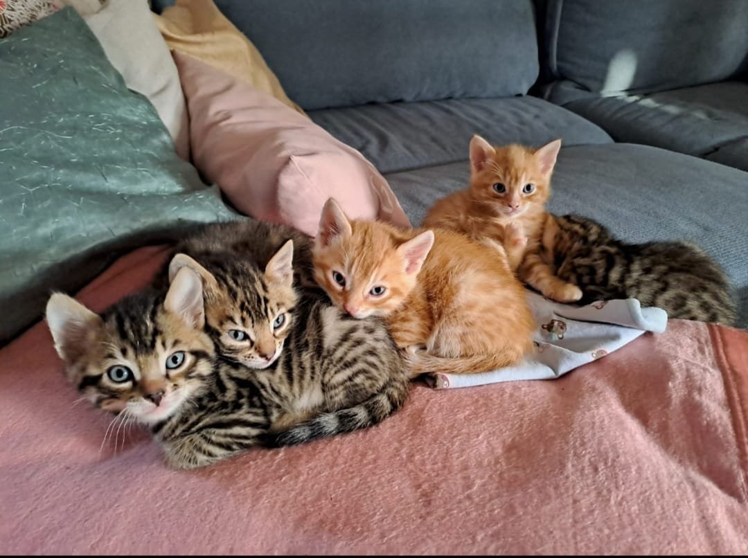 Edelmix Sibirische Waldkatze und Bengal Kitten - Bengal - Ebergötzen