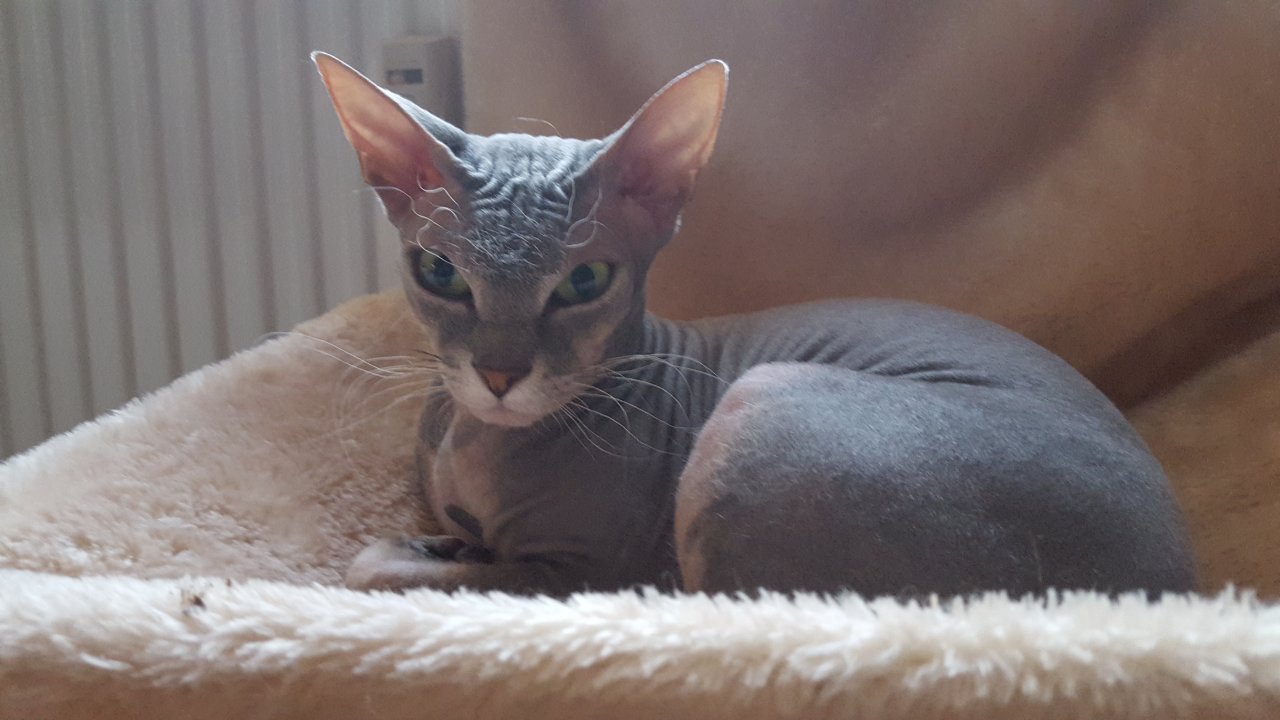 Don Sphynx Mädchen - Sphynx - Meiningen