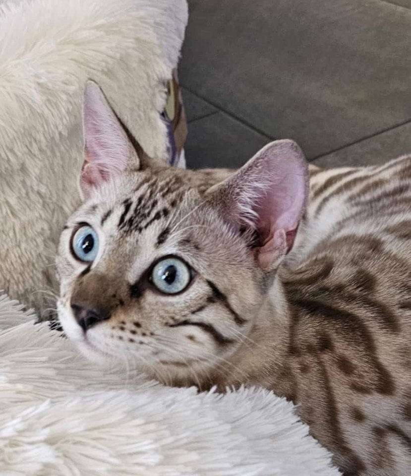 Bengal Katzen, weiblich, in liebevolle Hände abzugeben - Bengal - Schwanewede
