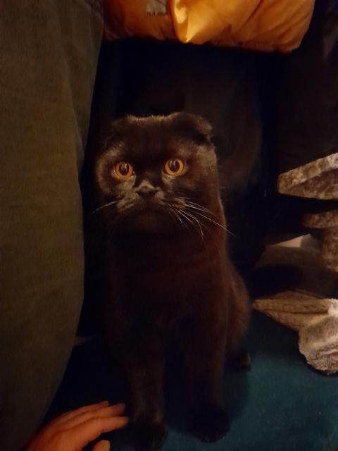 Hübscher junger Kater - Scottish Fold - Siegen