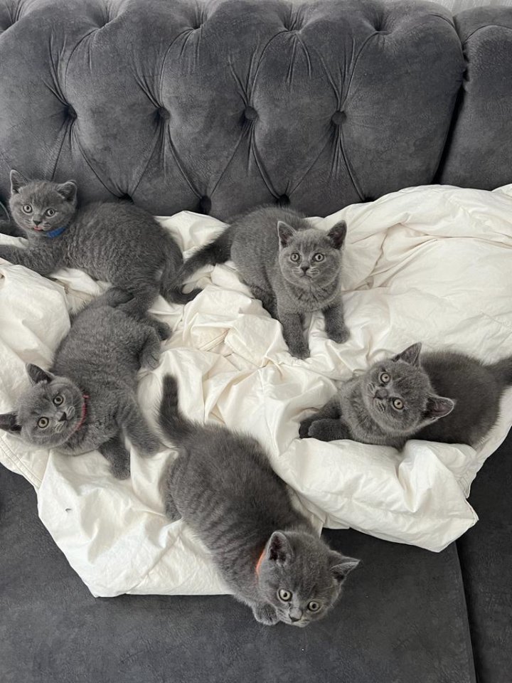 BKH reinrassige Britisch Kurzhaar Kitten - British Kurzhaar - Markgröningen