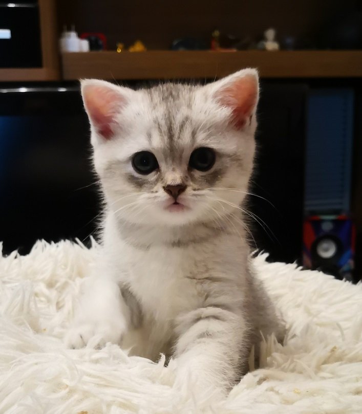 BKH / mix Kätzchen - British Kurzhaar - Berlin