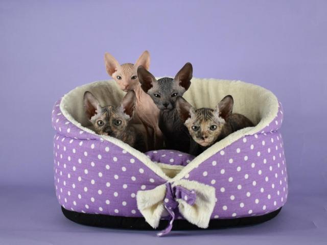 Reinrassige Sphynx Kitten (Don) - Sphynx - Harburg