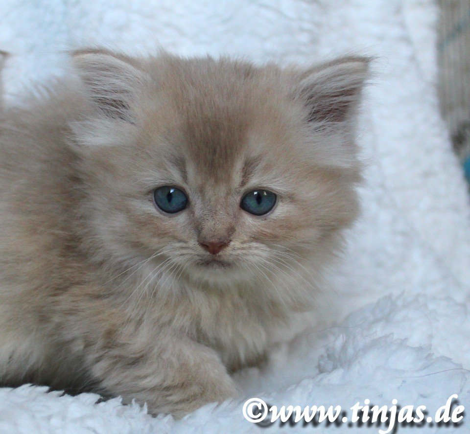 BLH-Britisch Langhaar Katzenbaby fawn golden shaded mit grünen Augen - British Kurzhaar - Berlin