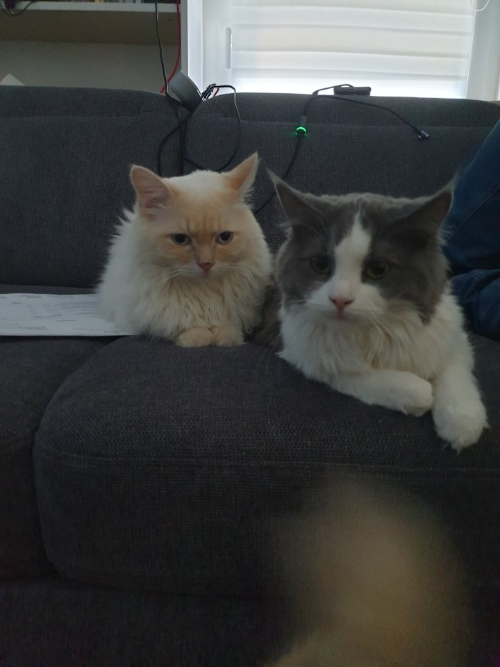 Sibirische Waldkatzen-Maincoon-heilige Birma- Mix Kitten - Mischling - Panketal