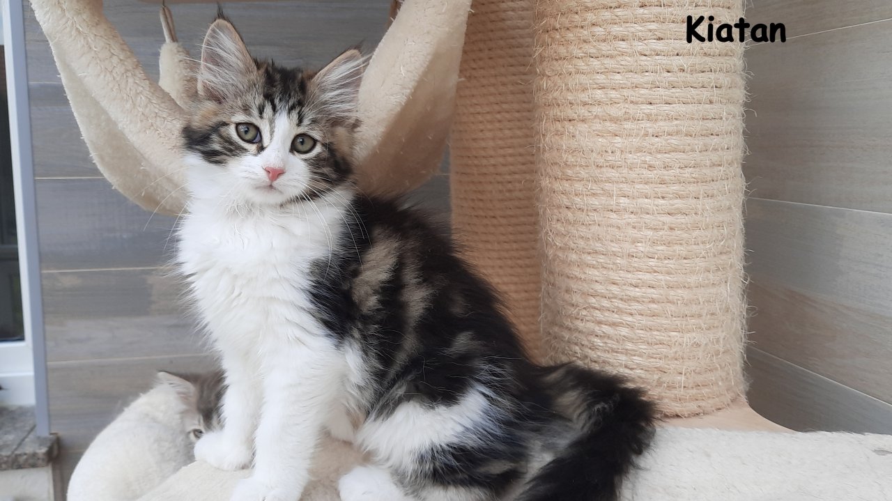 Verschmuste, reinrassige Sibirerkätzchen mit Stammbaum - Sibirische Katze - Rüsselsheim am Main