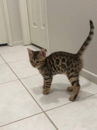  Bengalen Kätzchen, reinrassig, 12 Wochen - Bengal - hamburg