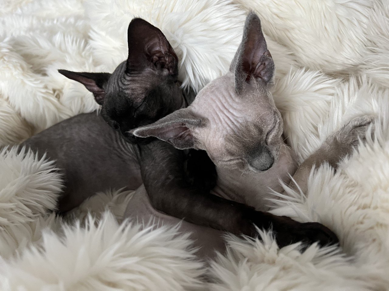 Zwei wunderschöne Devon Rex Brüder mit Stammbaum - Hauskatzen - Köln