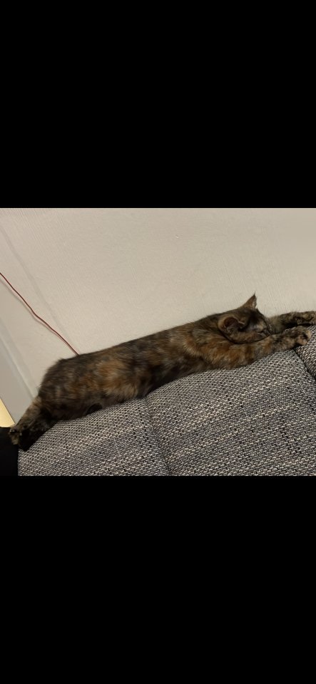 Britisch kurzhaar weibchen - British Kurzhaar - Büren