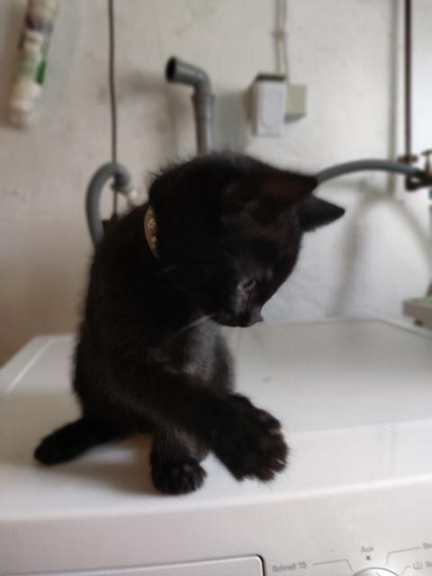 Bombay-Bengal-Mix  - Mischling - Wenden