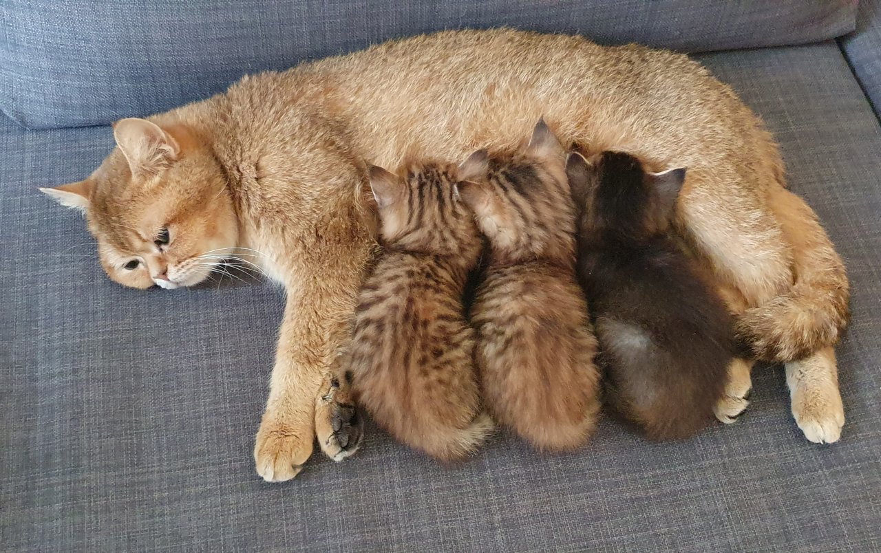 BKH Katze dringend abzugeben - British Kurzhaar - Neustadt aisch