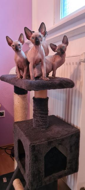 Sphynx Kitten suchen noch ein Zuhause  - Sphynx - Dinklage