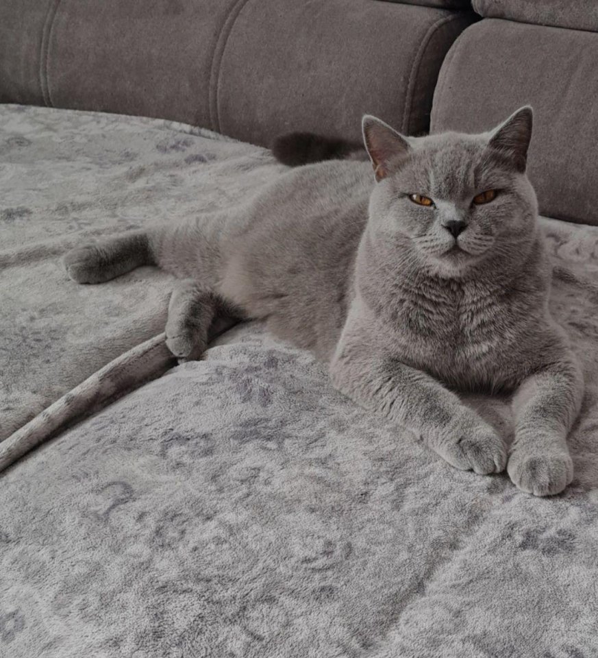 BKH Kitten zum Verkaufen - British Kurzhaar - Ober-Ramstadt