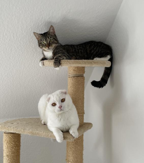 Menschenbezogene Scottish Fold - Scottish Fold - Neustadt (Dosse)