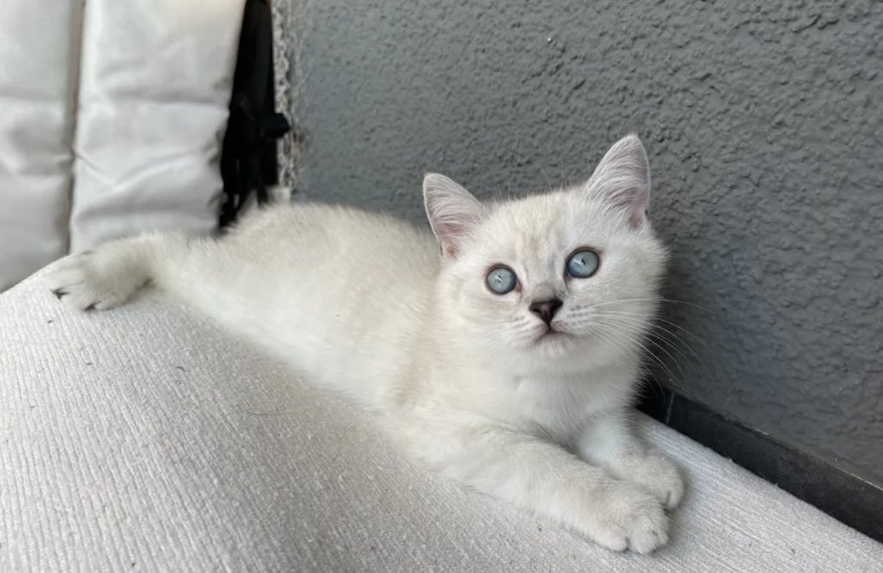 Abgabe bereite BKH blue point kitten - British Kurzhaar - Seligenstadt 