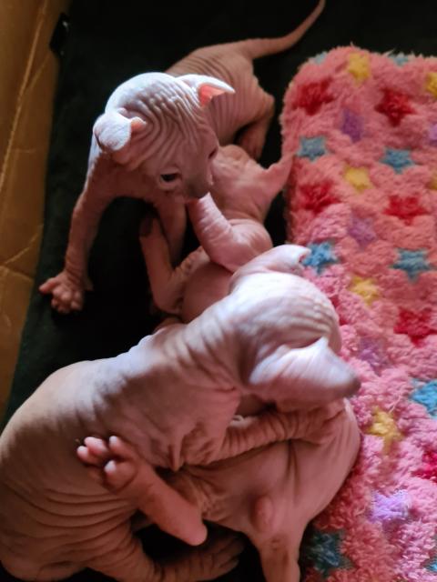 Sphynx Elf Stammbaum blau Augen Kanadische Katze - Sphynx - Osthofen 