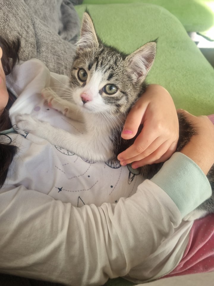 Süßes Kitten sucht ein liebevolles Zuhause! - Hauskatzen - Hamburg