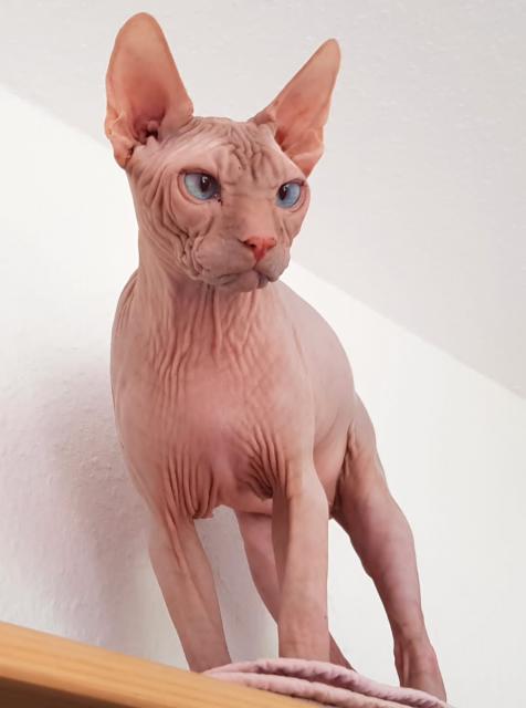 Sphynx Kater  - Sphynx - Hage