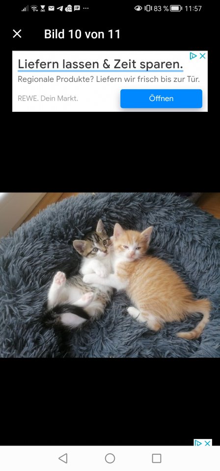 Kitten Kätzchen geb 25.05. - Freigaenger - Weichs
