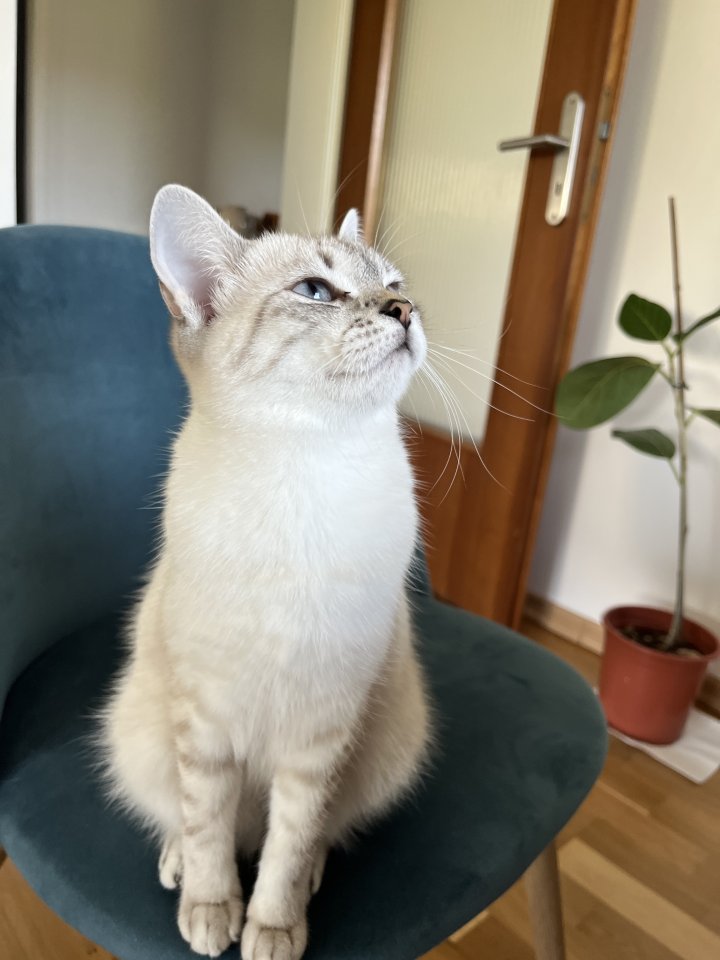 Katze Britisch Kurzhaar - Hauskatzen - Stuttgart