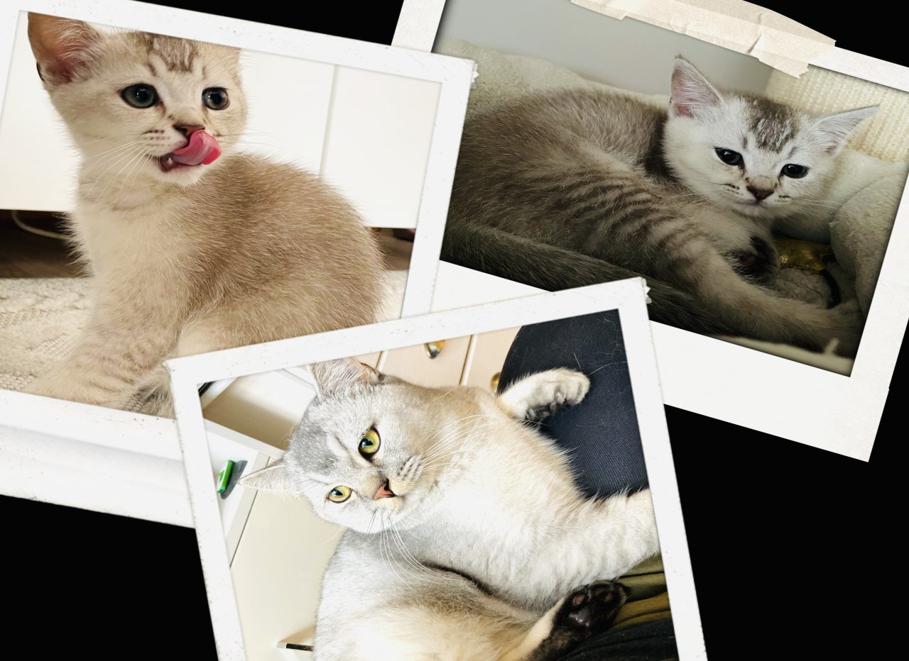 Bkh Kitten ab Sofort nur noch 1 Junge - British Kurzhaar - Usedom