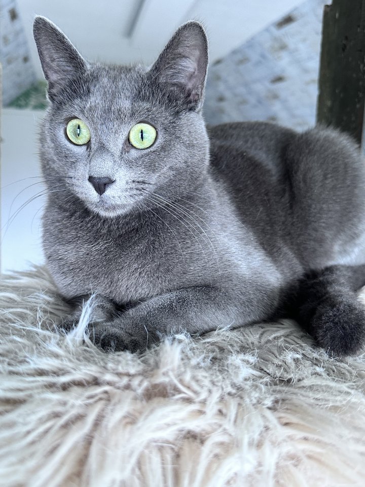 Russisch Blau Kater - Russisch Blau - Diepholz