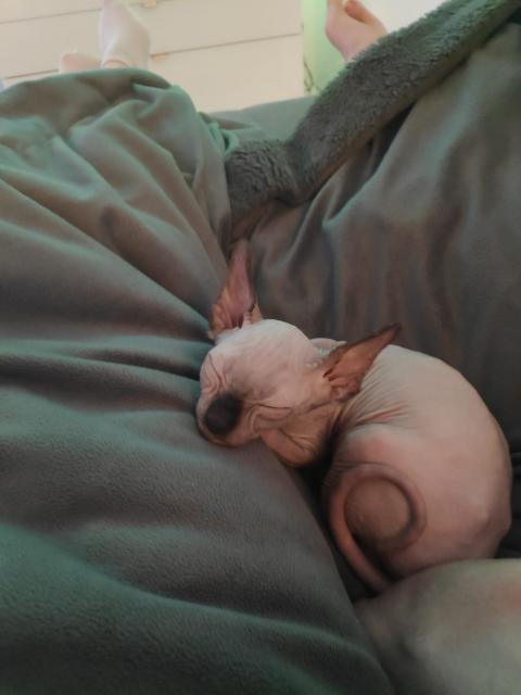 2 Sphynx Katerchen - Sphynx - Schirmitz