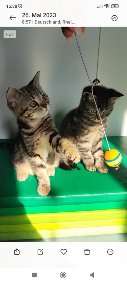 BKH Kitten.Babykatzen - British Kurzhaar - Speyer