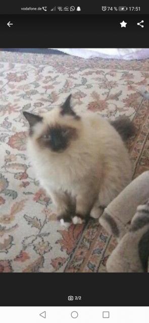 DECKKATER JOE(Y)  - Birma - Waffenbrunn
