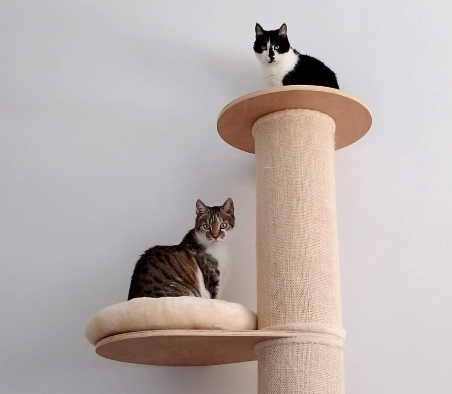 LEO und MAUSI - europ. Kurzhaarkatze - werden gemeinsam vermittelt - weitere Ang - Hauskatzen - Lauf an der Pegnitz