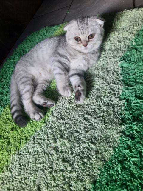 Scottish Jungtiere - Scottish Fold - Römhild