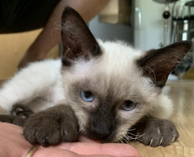 Siam Katzen Kitten, 2 Kater vollständig geimpft  - Siam - Reichenbach 