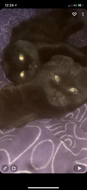 2 Scotish Fold (Männchen) - Scottish Fold - Duisburg 