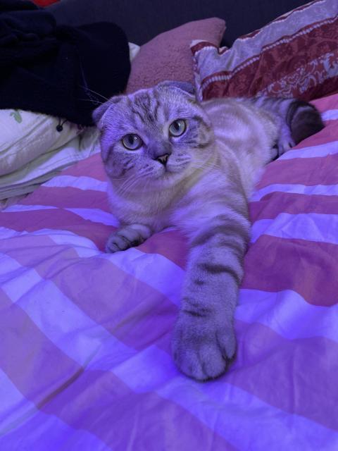 British Kurzhaar Deckkater  - British Kurzhaar - Pforzheim