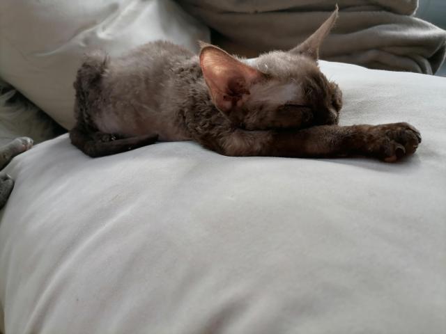 Devon Rex zum verkaufen - German Rex - Freudenberg