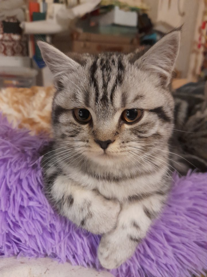 Zauberhafter kleiner BKH Kater mit Ahnentafel, geimpft, entwurmt, gechipt, kastr - British Kurzhaar - Hinterweiler