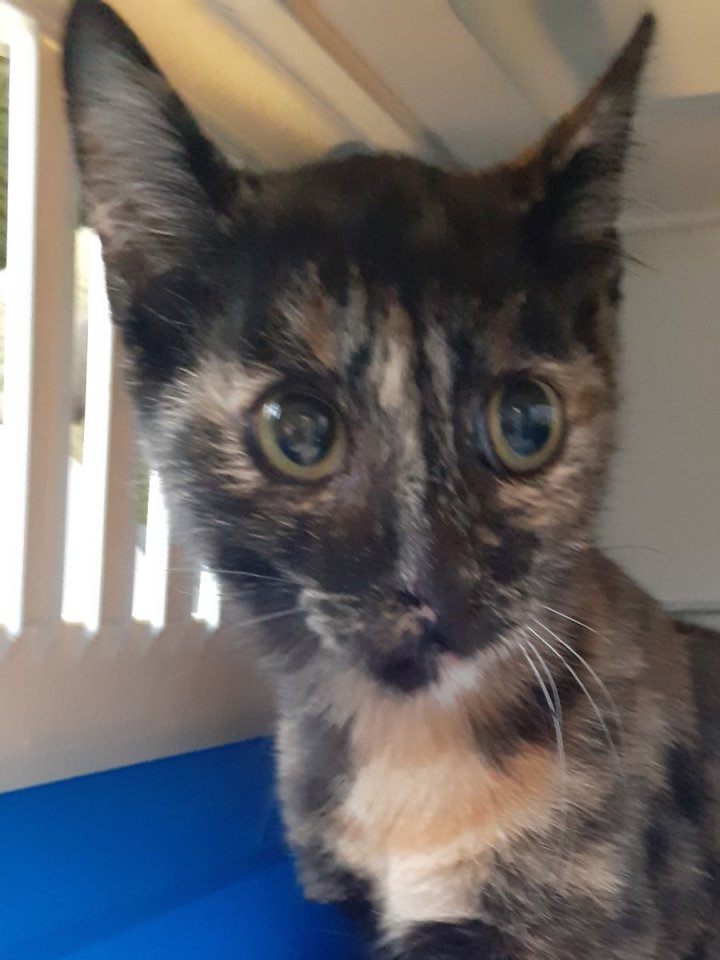 Cookie – sucht dringend ein Zuhause! (aus dem Tierschutz / gechipt, geimpft, kas - Freigaenger - Kissing