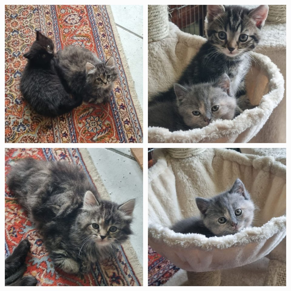 4 Kitten suchen ein neues Zuhause - Mischling - Sonsbeck