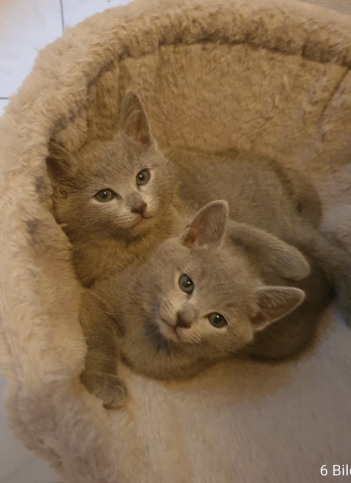 Russisch Blau Kitten - Russisch Blau - Windsbach