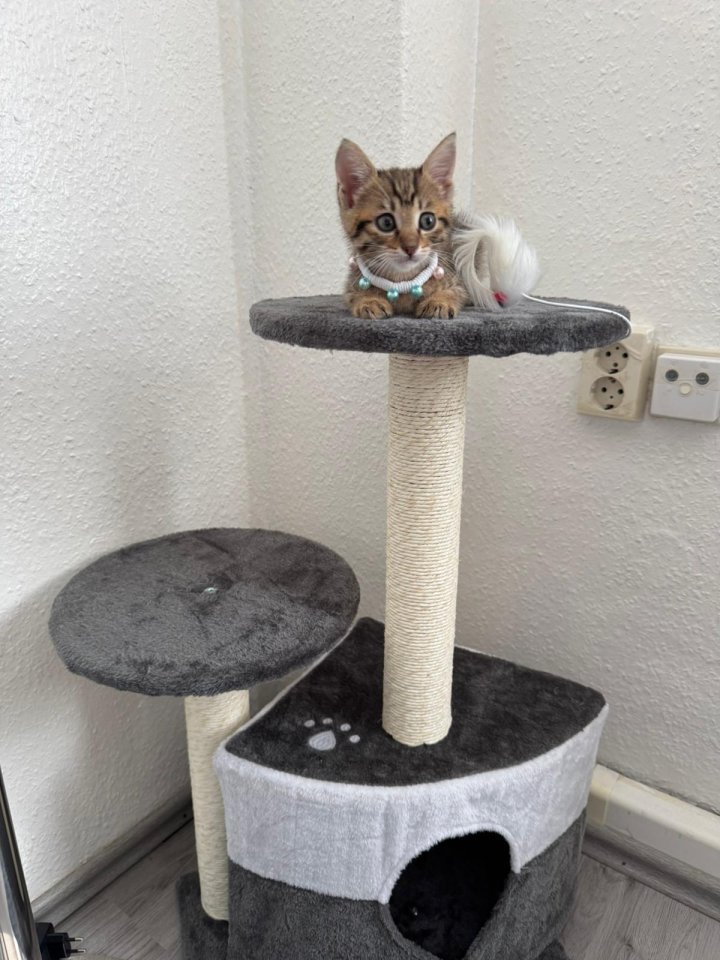 Bengalkitten babykatze bengal - Bengal - Essen