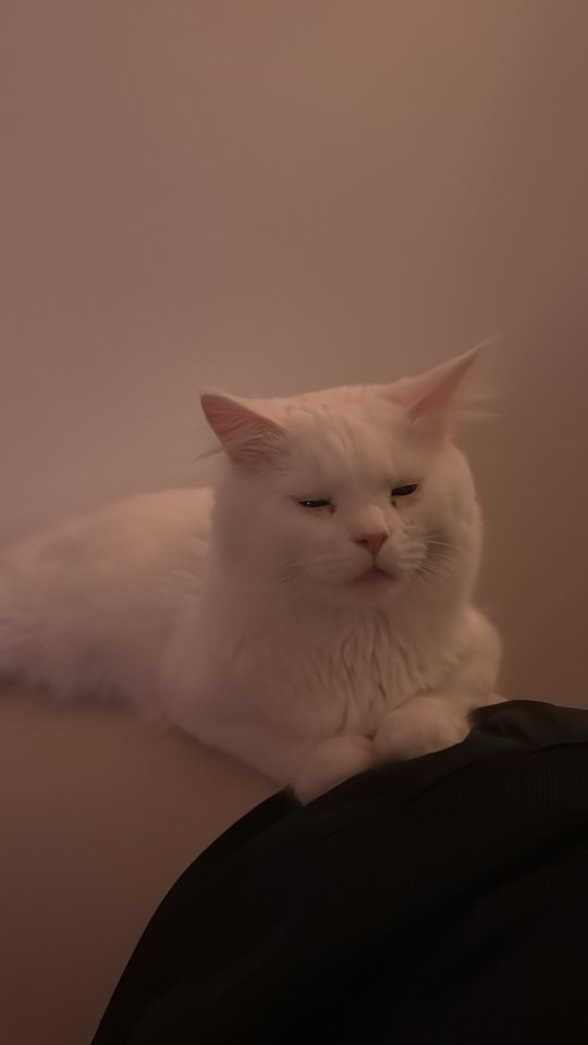 Maine Coon Deckkater zur Deckung - Deckkater - Stadtbergen