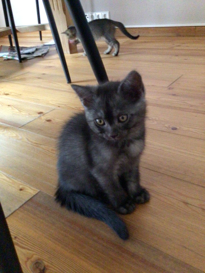 BKH -Kitten -Mix Kater - Mischling - Hausen-Wied