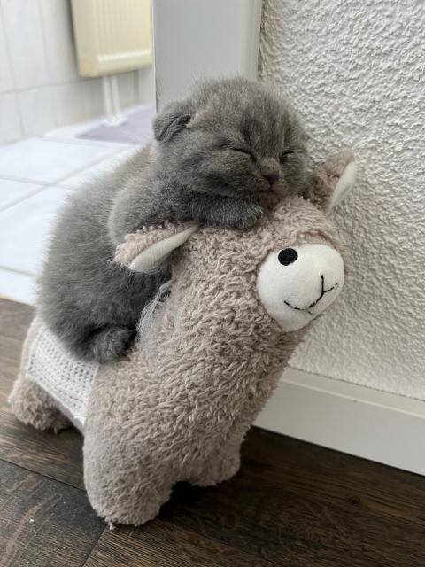 BKH Kitten ab 11.06.2022 abzugeben - British Kurzhaar - Wallhausen