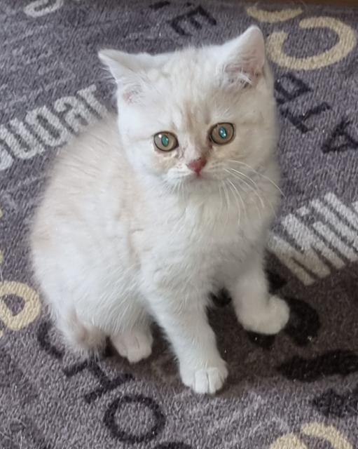 Bkh Katerchen - British Kurzhaar - Essen