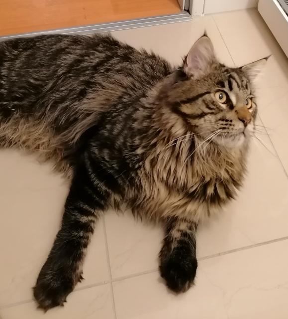 Maine Coon Deckkater(kein Verkauf)  - Deckkater - Mönchengladbach 