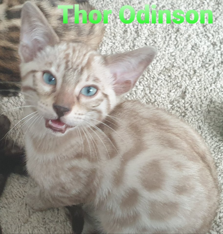 Reinrassige exklusive Bengalkitten - Bengal - FRIESOYTHE