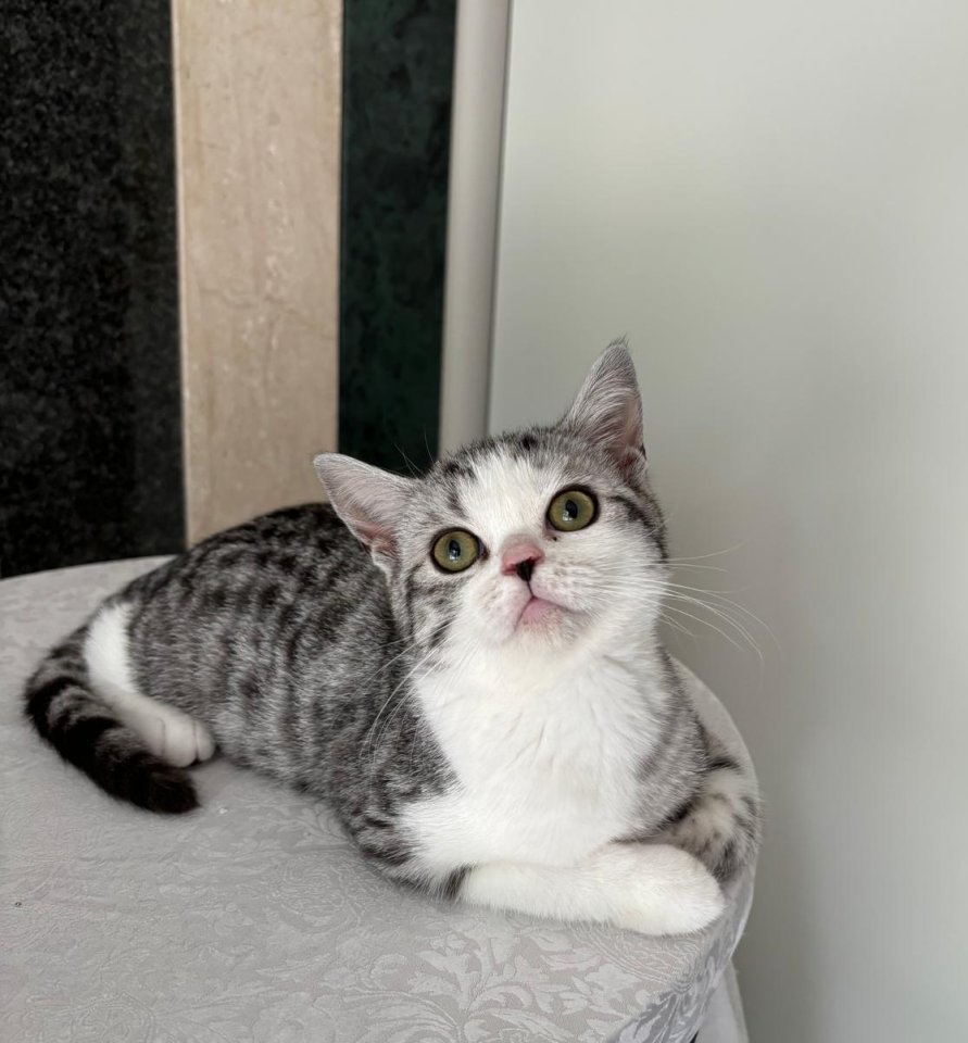 BKH black silver classic tabby /spotted - British Kurzhaar - Prieschka