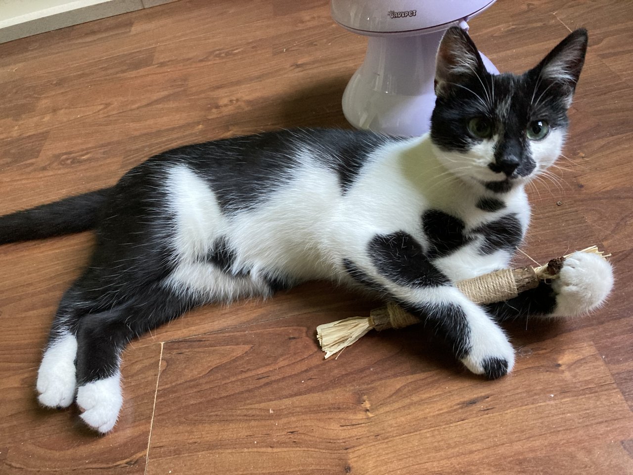 Katze, Siam/EK- Mix,6 Monate alt, kastriert, abzugeben - Hauskatzen - Bielefeld