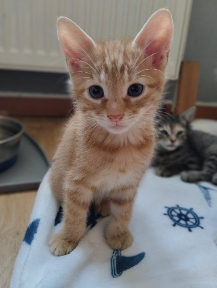 * 5 süße Kitten suchen ein liebevolles Zuhause * - Freigaenger - Celle