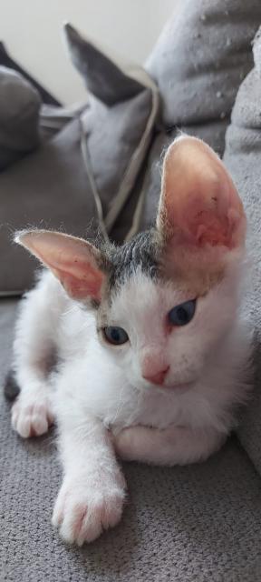 Don sphinx - Sphynx - Chemnitz
